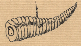 Tu peux pas test le chien