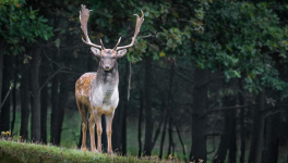 5 - Cerf : (challenge #LinkTober2025)