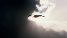 La revanche de l’albatros