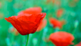 Mini expo photo 20 : Les taches rouges