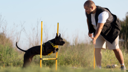Entraînez votre chien en 15 minutes par jour