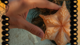 #Linktober2025; 🌊L’étoile des mers