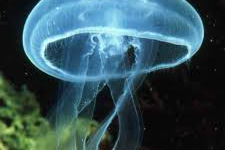 définition Femme médisante