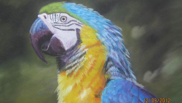 Connaissez-vous la famille Pastel ?