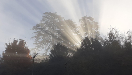 Denton Welch forever