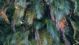 Une végétation luxuriante