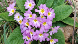 Les petites fleurs jaillissent