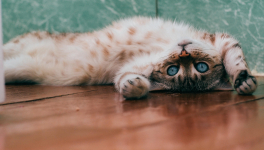 "Une maison sans chat est un aquarium sans poisson"