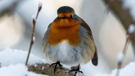 Les petits oiseaux qui ne voulaient pas grandir