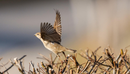 L'agrobate roux : un bel oiseau qui disparaît et dont vous ignoriez son existence