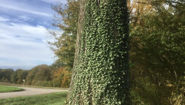 Le matin des chênes