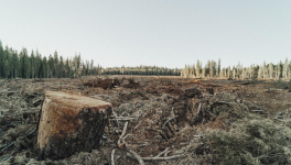 La déforestation impunie !