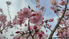Spring sense and beauty