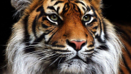 Le Tigre sous le masque