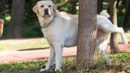 Deux cent mots pour entrer dans la postérité