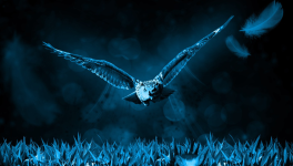 L'homme qui cachait ses ailes sous un manteau