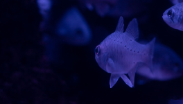 Le poisson qui tire