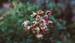 Le silence fane les fleurs