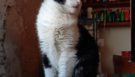 J'ai creusé un trou dans le jardin.