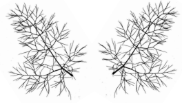 Poussière des toiles