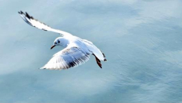 Parole de mouette
