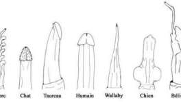 "Toutous*, vous serez tous sur le zizi" !