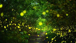 Jour numéro 23 : Luciole