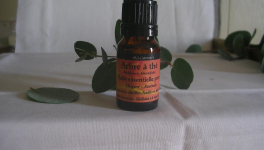 TEA TREE- Arbre à Thé