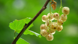 Jules, le petit maquereau confiné