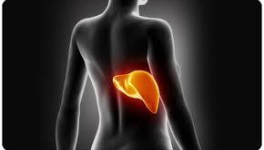 le FOIE - les PLANTES pour le nettoyer