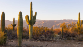 Jour numéro 4 : Cactus