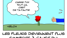 Les fleurs deviennent plus sombres à cause du réchauffement climatique