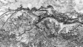 Mini expo photo 22 : Le jardin en négatif