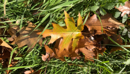 Le jardin du 24 Octobre