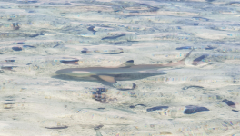 Eating with sharks (Manger avec les requins)