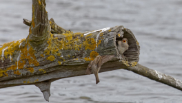 Les moineaux de la réserve ornithologique du Teich