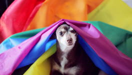 My dear f***ing prince de Casey Mcquiston