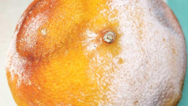 Pamplemousse Corse acheté cette semaine chez Leclerc