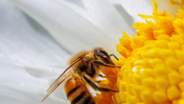 Nombres premiers tronquables