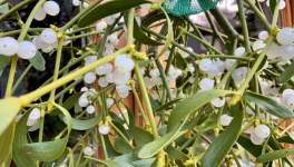 Votre calendrier de l'Avent - 16 Décembre