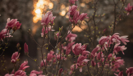 Episode 6 - Mais où va Alba ?