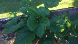 Le jardin du 10 Juillet