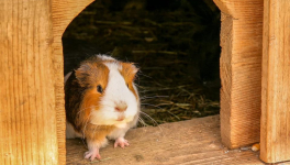 Mon installation en Roumanie