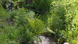 A propos de la Nature