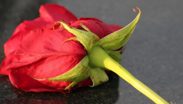 La Toussaint, sur la tombe de ma mère 