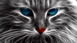 Blanche et Mistigri ...