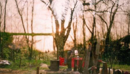 Working Notes/ Similarities between the Myths of Ophelia and Melinda (a poem)