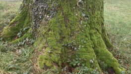 LE CHÊNE  