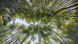 Une catastrophe écologique qui perdure 