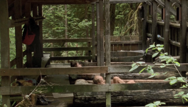 Old Joy (Kelly Reichardt, 2006)